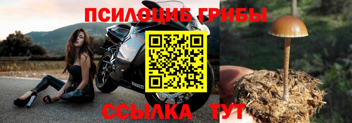 Псилоцибиновые грибы Psilocybe  Вход с VPN  Великий Новгород 